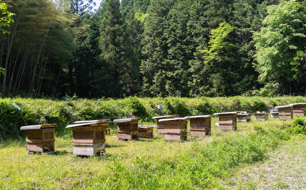 あさひのはちみつ　200g （初夏の色）