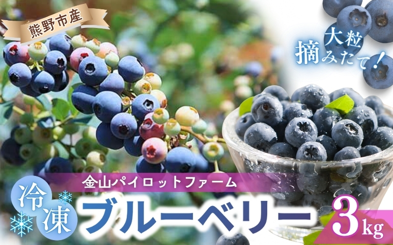 冷凍 ブルーベリー 3kg 急速冷凍 フルーツ 果物 くだもの スムージー ジャム 朝食 デザート 特産品 人気 国産 旬 金山パイロットファーム 三重県 熊野市【knpr0011A】