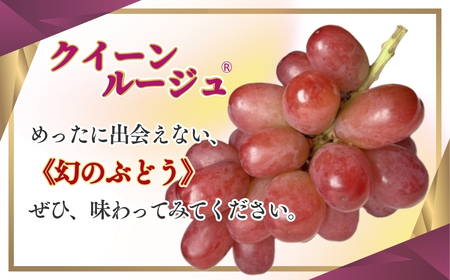 【2026年先行予約】クイーンルージュ® 約1kg|クイーンルージュ ぶどう