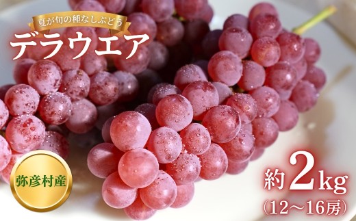 【令和8年産 先行予約】 デラウエア ぶどう 約 2kg (12～16房) 弥彦村産 種なし 糖度20度以上 | 果物 くだもの ぶどう デラウェア 葡萄 種なし ブドウ 新鮮 フルーツ デザート 贈答用 ご褒美 家庭用 ギフト 贈り物 プレゼント お取り寄せ 新潟県産 新潟県 弥彦村 弥彦アグリセンター