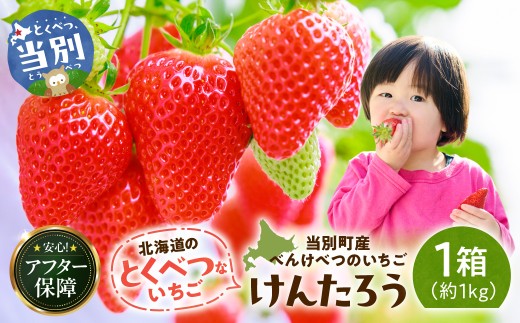 【2027年度産先行予約】当別町産べんけべつのいちご（けんたろう）4パック | イチゴ いちご べんけべつのいちご 道産子イチゴ