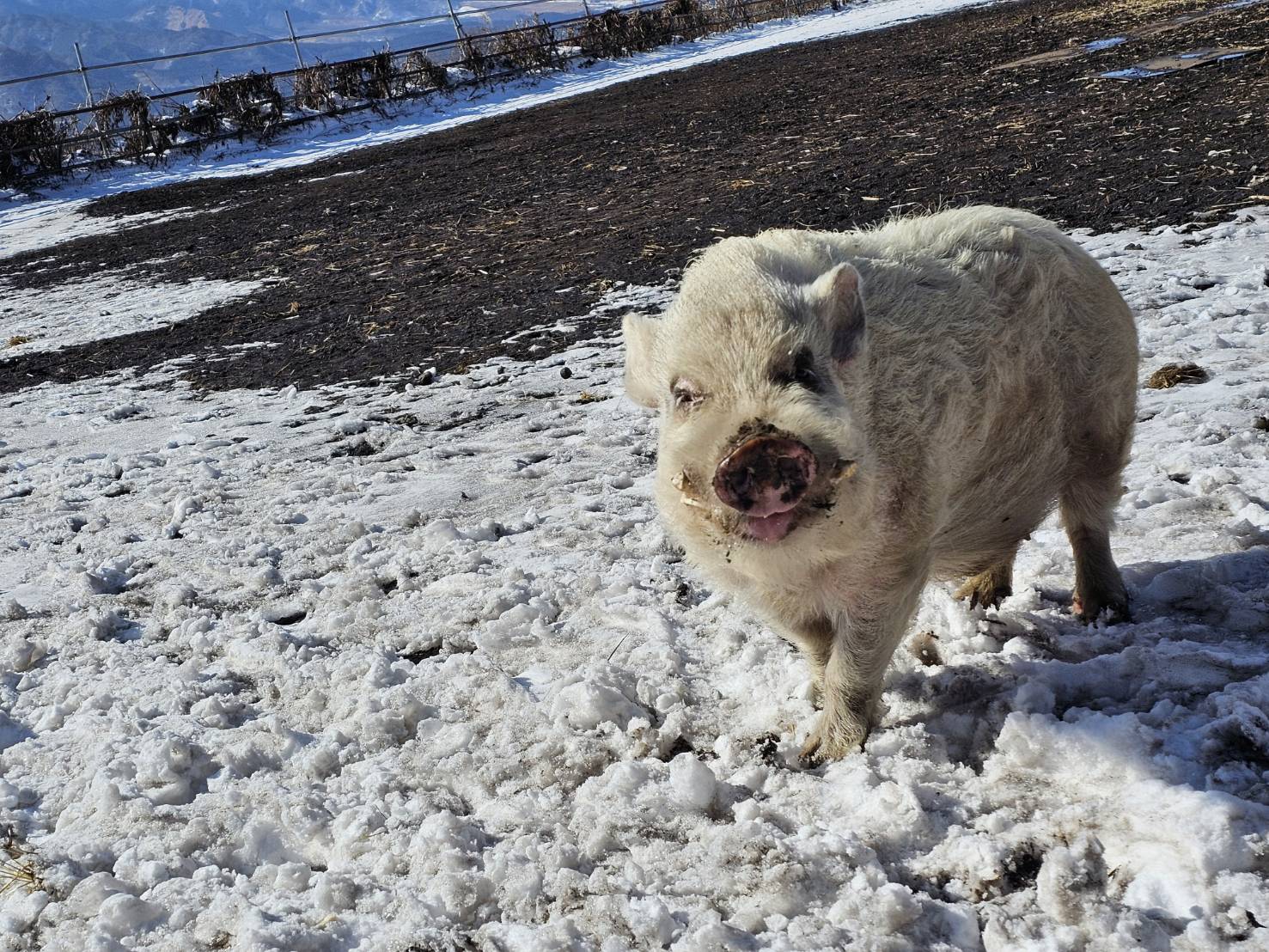 【返礼品なし】 南阿蘇で暮らす余生馬たちへ想いを届ける／日本初のアニマルサンクチュアリー＜5,000,000円＞