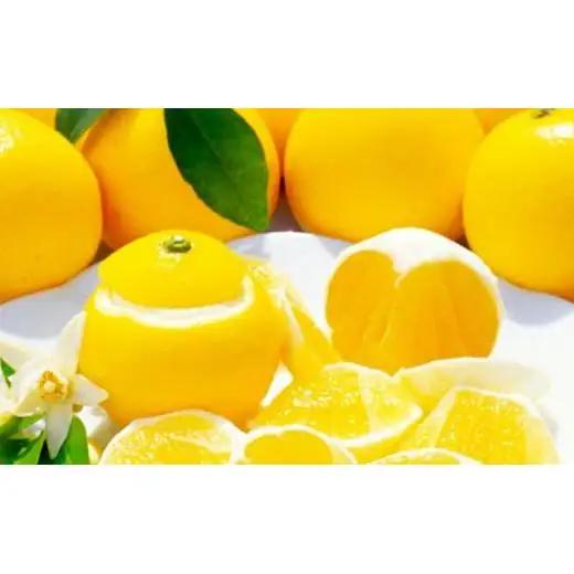 【訳あり】小夏 (日向夏) ヘルシー小夏ちゃん 3kg | 家庭用 期間 数量 限定 旬 人気 果物 くだもの 柑橘 フルーツ みかん ジュース 高知県 須崎市 KYM009