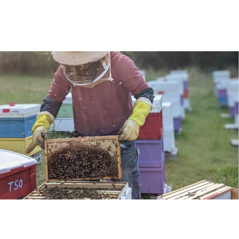 【先行予約 2025年6月20日より発送】合計600g 天然蜂蜜 国産蜂蜜 非加熱 生はちみつ 岐阜県 美濃市産 春 (蜂蜜300g入りピタッとボトル2本セット)A10 深田養蜂のハチミツ_イメージ5