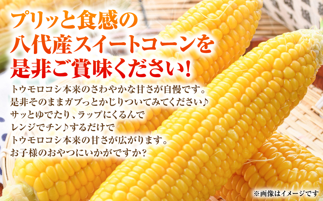 【先行予約】プリッとジューシー！ 熊本県 八代市産 スイートコーン ゴールドラッシュ 約4.5kg (13～16本) とうもろこし トウモロコシ コーン 甘い 朝採り 高糖度 BBQ  熊本県 八代市