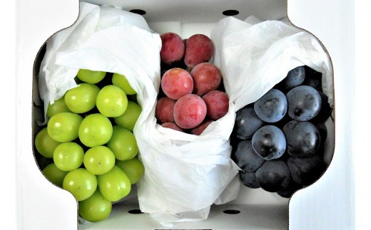 シャインマスカットと大粒ぶどうの詰合せ（品種おまかせ）２ｋｇ　0017-2609