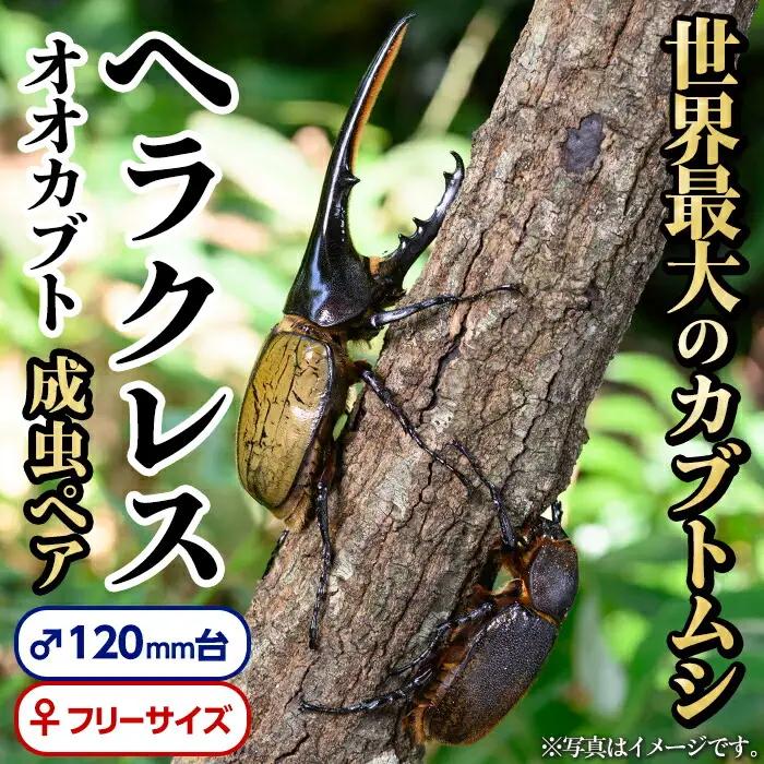 ヘラクレスオオカブト 成虫ペア カブトムシ 昆虫 飼育 オス120mm台【ビートル倶楽部】C76001