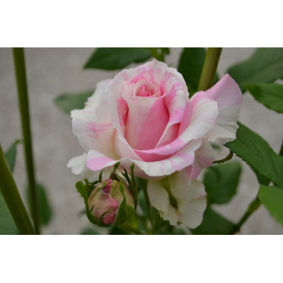 
                  薔薇『クロード・モネ』＜北川村モネの庭マルモッタン＞【1508037】
                