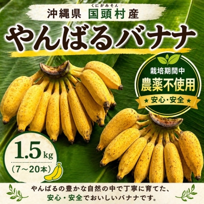 
                  ＜栽培期間中農薬不使用＞やんばるバナナ1.5kg(7～20本)_国産バナナ 沖縄バナナ 島バナナ 完熟バナナ フレッシュバナナ 生バナナ 甘い 濃厚 もっちり 沖縄県産 やんばる産 国頭産 スムージー フルーツ 果物 腸活 無農薬【1579241】
                