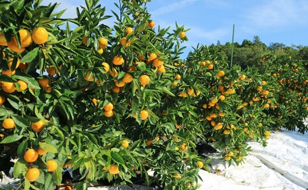 【2025年10月下旬より順次発送】三ヶ日みかん(極早生5kg)光センサー選果 デザート 食後 おやつ こだわりマルチ栽培 糖度 10.5 以上 箱詰め 混載 濃厚 冬の味覚 静岡県産 産地直送 ビタ