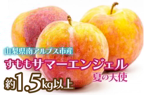 【2025年発送先行予約】すもも　サマーエンジェル「夏の天使」約1.5kg以上 ALPCZ010