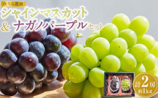 
            【先行予約】シャインマスカット／ナガノパープル セット（各1房・計2房 約1kg）【8月下旬以降より順次発送】
          