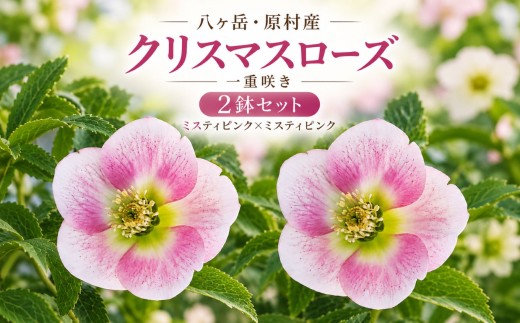 八ヶ岳・原村産　クリスマスローズ（一重咲き）2鉢セット 【ミスティピンク×ミスティピンク】 | クリスマスローズ 花苗 鉢植え 鉢花 信州 八ヶ岳 長野県 諏訪郡 原村