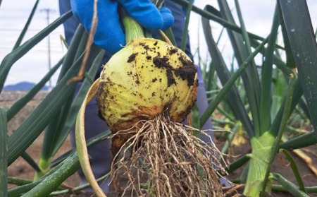 【野菜ソムリエサミット金賞】淡路島新玉ねぎ10kg【仲田青果の淡路島いち玉ねぎ】　◆配送3月上旬～5月下旬