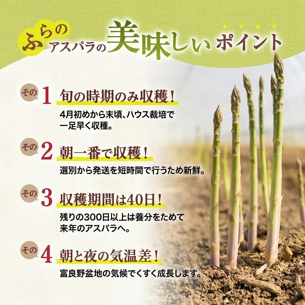 グリーンアスパラ ハウス栽培 Lサイズ 富良野産 グリーンアスパラ【1kg】