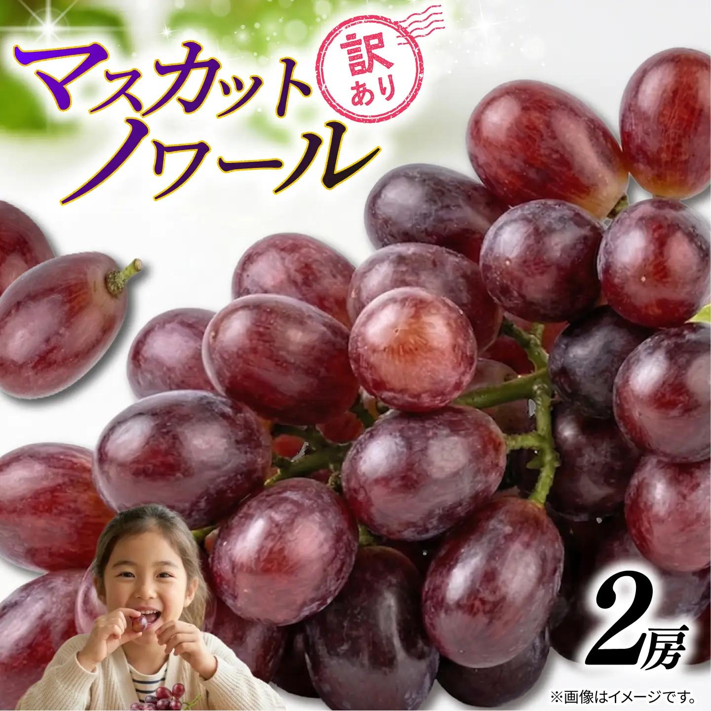 訳あり マスカットノワール  2房 900g 以上 数量限定 種なし