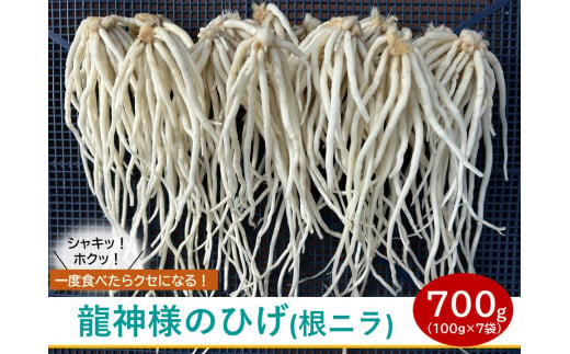 【 先行予約 】龍神様のひげ  ( 根ニラ )  700g (100g×7袋) ／ 株式会社 すわファーム 野菜 香味野菜 根菜 無農薬 高原野菜【91-01】