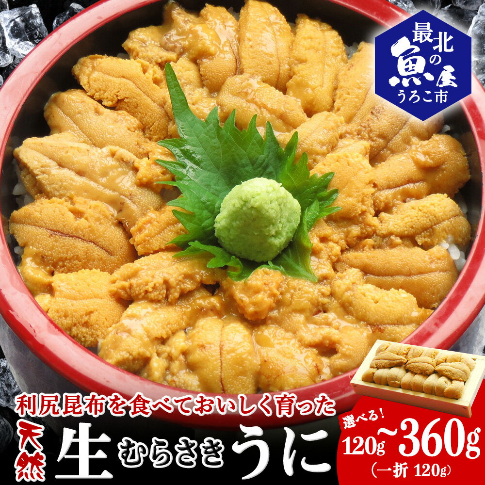【ふるさと納税】利尻昆布を食べておいしく育った「生むらさきうに」 選べる120g～360g 1折120gムラサキウニ 天然 うに むらさきうに 海鮮 海産物 北海道ふるさと納税 稚内 ふるさと納税 北海道 【配送不可地域：離島・沖縄県】