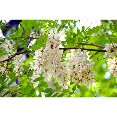 ふるさと納税 小坂町 【明治百年堂】アカシアはちみつセット(250×3個) |  | 01