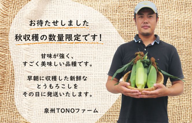 【先行予約】秋収穫！ゴールドラッシュ 7本セット とうもろこし 【大阪 泉佐野 大阪府 泉佐野市】