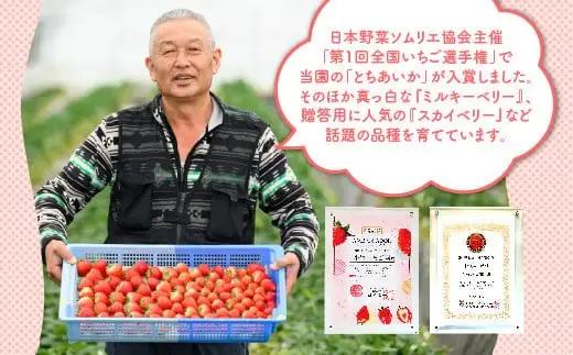 《数量限定》新旧2種食べ比べセット（とちおとめ、とちあいか） 270g×2パック（540g）｜いちご イチゴ 苺 先行予約 栃木県 果物 くだもの フルーツ とちおとめ とちあいか 新鮮 贈答 ギフト