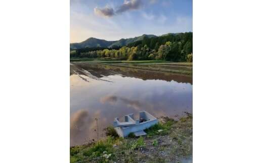 【令和7年産米】ミルキークイーン 10㎏ (5㎏×2) 米 コメ みるきーくいーん 精米 白米 10kg 5kg 国産 ごはん 人気 おすすめ  三重県 多気町 NNS-01