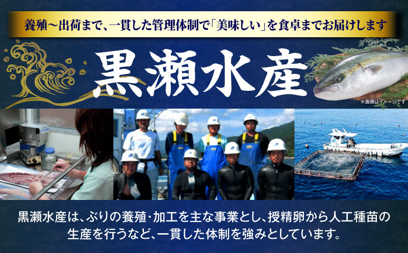 ＜2026年6月発送分＞活じめ！黒瀬ぶりの生鮮ブリロイン2節（1.0kg前後）_K001-012-2606