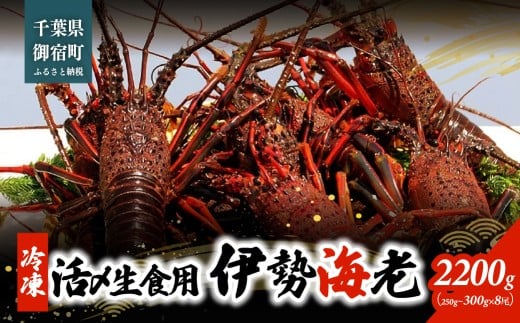 活〆生食用伊勢海老（冷凍）２２００ｇ（２５０～３００ｇ）×８匹