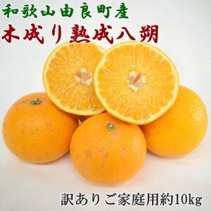 【先行受付】産直　和歌山県由良町産の木成り熟成八朔約10kg(サイズ混合・訳ありご家庭用)(日高町)【1298238】