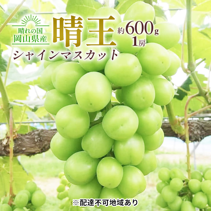 ぶどう 2026年 先行約 シャイン マスカット 晴王 1房 約600g 大粒 種無し ブドウ 葡萄 岡山県産 国産 フルーツ 果物 ギフト 橋田商店