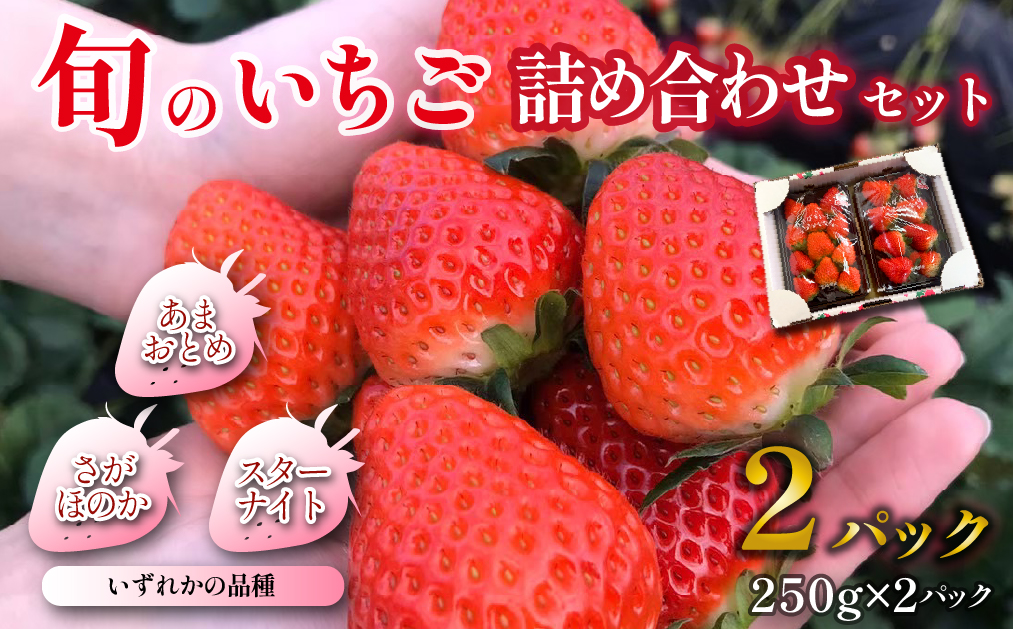 【先行受付】小林市産 朝摘み新鮮いちご 詰め合わせ （250g×2パック） 苺 イチゴ 果物 贈答用 プレゼント 先行予約
