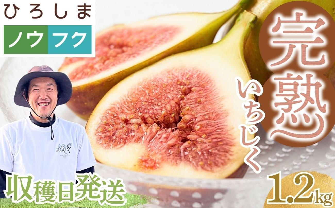 
                  【2026年9月4日発送】朝どれ完熟 大乗いちじく 1.2kg (300g×4パック)  | 蓬莱柿 冷蔵発送 朝収穫してその日中に発送〈農福連携〉
                