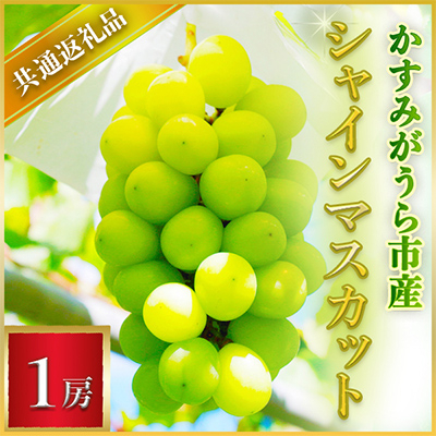 
                  シャインマスカット 1房 ＜2026年7月より順次発送予定＞ (県内共通返礼品:かすみがうら市産)  先行予約 ぶどう ブドウ 葡萄 フルーツ 茨城 新鮮 (BR041)
                