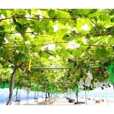 【2026年　秋発送分】～シャインマスカット～　2～3房(約1.1kg)Domaine MARUTA【配送不可地域：離島】【1048875】