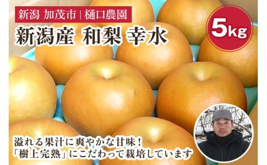 【2026年先行予約】和梨 幸水 5kg（10～16玉）《8月中旬から順次発送》果物 なし こうすい 梨 フルーツ 新鮮 ジューシー 産地 加茂市 樋口農園