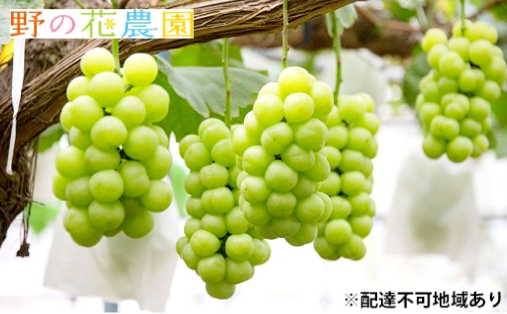 岡山県産桃太郎ぶどう1房（680g以上）露地栽培