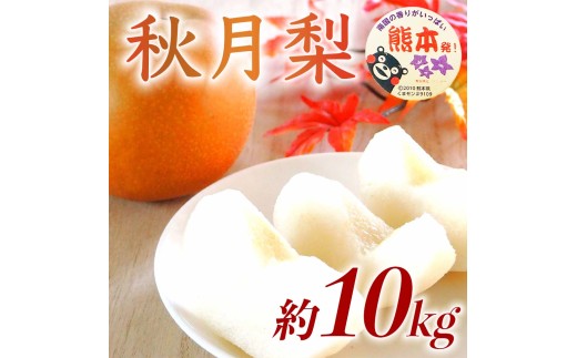 先行予約 秋月梨 約10kg（12～36玉）【2026年9月上旬～2026年9月下旬配送予定】梨 なし ナシ 和梨 秋月 あきづき 果物 フルーツ くだもの 国産 産地直送 高級 甘い みずみずしい 大きい 大玉 食感 新品種 日本フルーツ