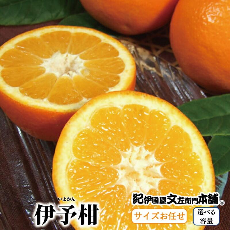 【ふるさと納税】伊予柑(いよかん) 【選べる容量】 / サイズおまかせ　※2026年1月中旬～2026年2月中旬頃に順次発送予定(お届け日指定不可)　紀伊国屋文左衛門本舗 / みかん 蜜柑 くだもの フルーツ 果物 柑橘 先行予約