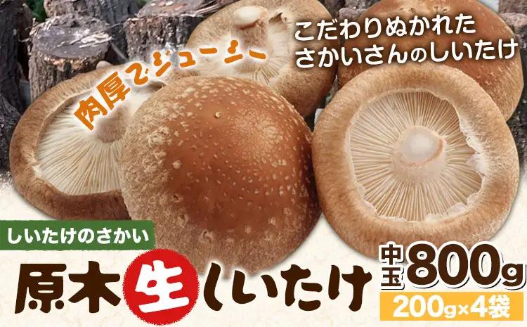 阿蘇・産山村産 原木生しいたけ 中玉800g(200g×4袋) 椎茸 しいたけ 生しいたけ しいたけのさかい《6月中旬-11月下旬頃出荷》原木生しいたけ 贈答 ギフト お中元 お歳暮 熊本 阿蘇 産山