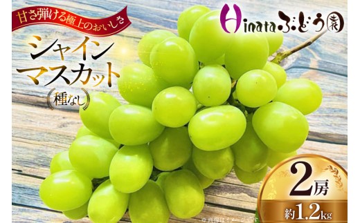 【期間限定発送】 シャインマスカット 2房 約1.2kg [Ｈinataぶどう園 山形県 高畠町 tk06ayt190011] フルーツ 果物 くだもの ぶどう ブドウ 葡萄 種なし 1.2キロ 甘い