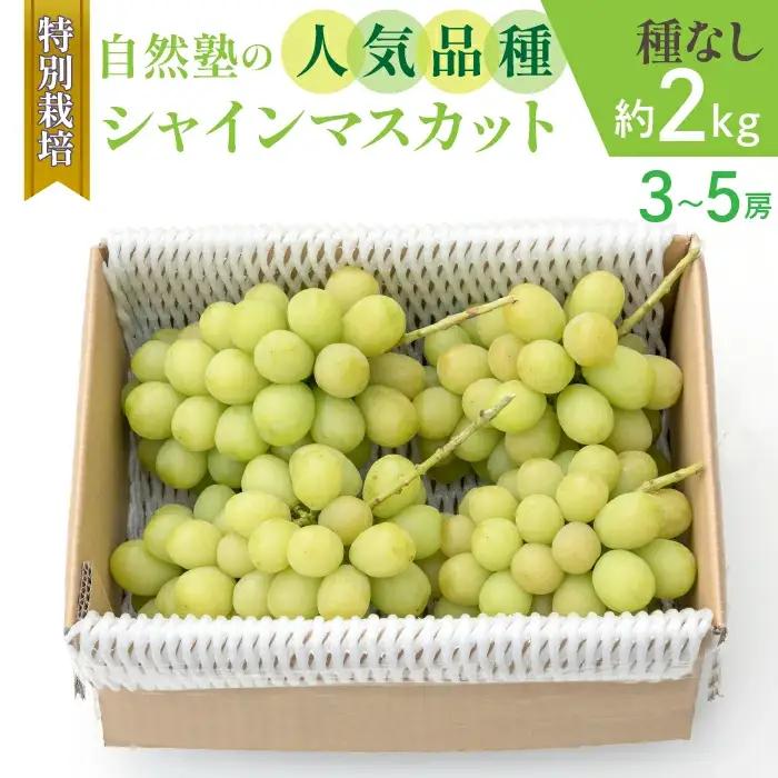 【2026年発送★先行予約】減農薬『特別栽培』 自然塾のシャインマスカット2kg 207-001-26y