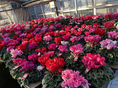 厳選シクラメン5号鉢×3鉢セット ハウスの中から厳選した3色【花・シクラメン・鉢】※2025年11月下旬～12月下旬頃に順次発送予定 ※北海道への配送不可 ※着日指定不可