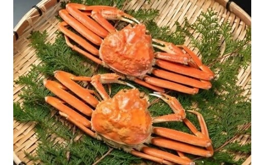 ＜お魚センターみくりや＞松葉かに（ボイル）４００ｇ～５００ｇ×２枚【髙島屋選定品】