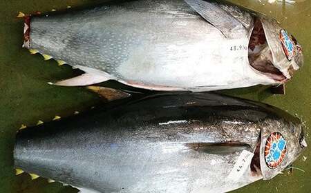 【先行予約】福島町水揚げ本マグロ「海峡まぐろ」赤身(1.2kg) 【 ふるさと納税 人気 おすすめ ランキング 本まぐろ 本マグロ 本鮪 海峡まぐろ 海峡マグロ 海峡鮪 海鮮 天然 赤身 刺身 数量限