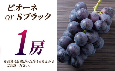 【先行予約】【数量限定】ぶどうの宝石 3色 食べ比べセット 計1.2kg（3房）【合同会社 社方園】 [ZBZ004]