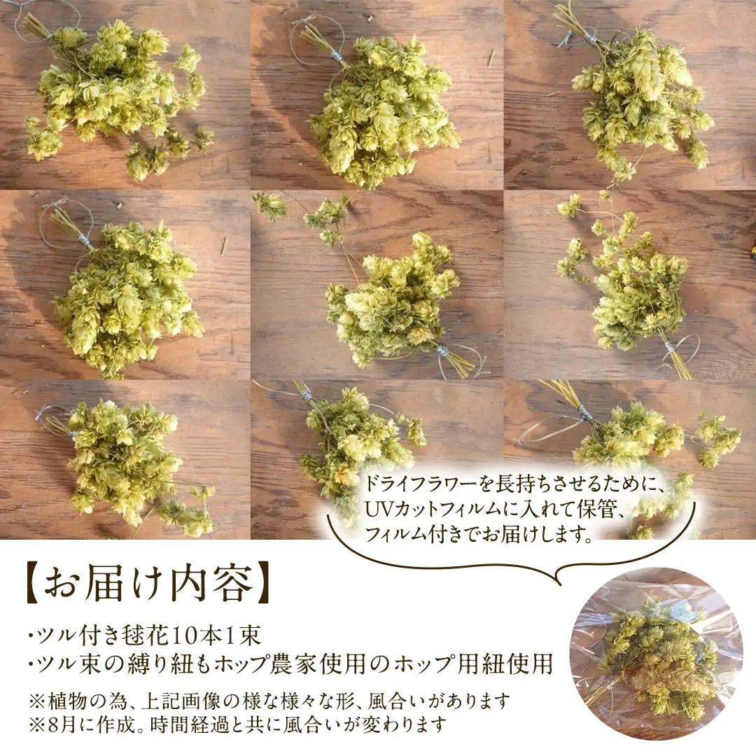ホップドライフラワー 10本 1束 【2026年9月上旬以降発送】(CG001)