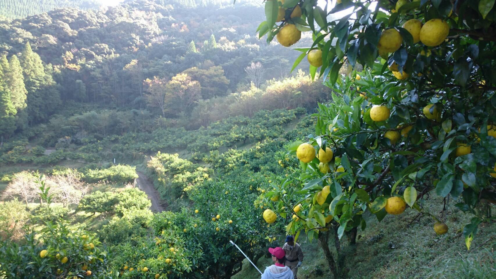 （Ａ）「銀の柚子」オリジナルゆずこしょう20g×20本<1.4-8>調味料 柚子 ゆず 胡椒 コショウ 詰め合わせ 宮崎県西都市