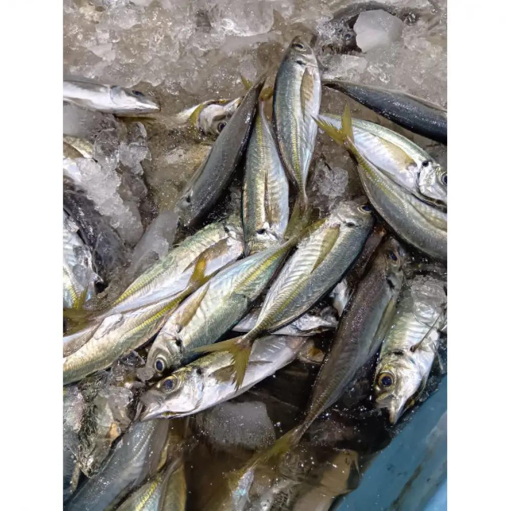 ＜訳あり＞鳥取県産こだわりのアジ開きフライ(30枚/約1.5kg)