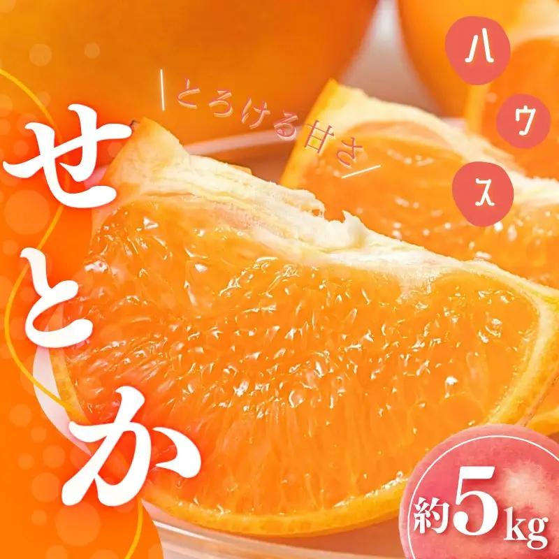 せとか 橋本農園のハウスせとか 5kg【mht001A】