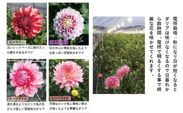 新鮮！綺麗！秋田のダリア〈20本〉　180P7801【ひない渡辺農園しどけ村】